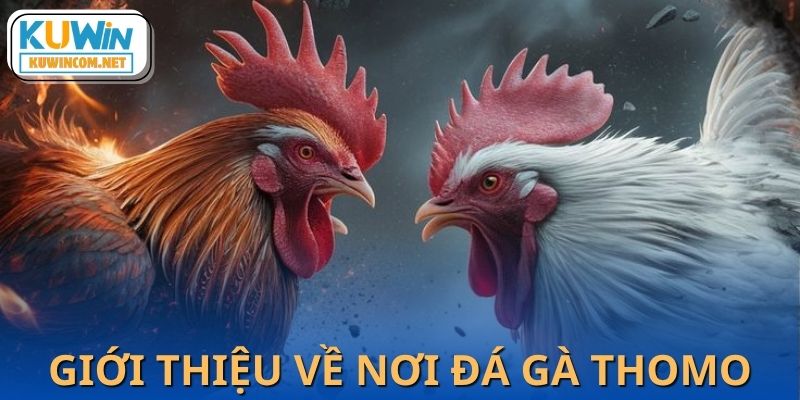 Giới thiệu trường gà Thomo