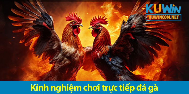 Các kinh nghiệm chơi đá gà trực tiếp luôn thắng độ cho bet thủ